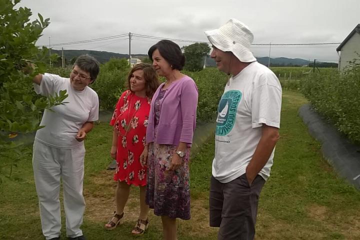 Asturias produjo, el año pasado, más de 400 toneladas de arándanos ecológicos
