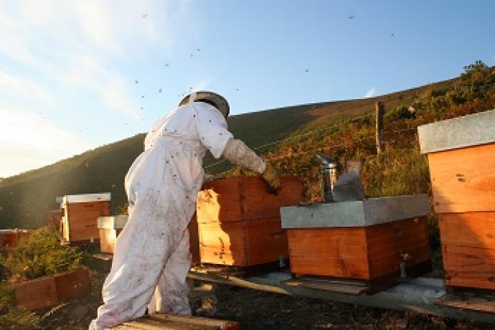 La Consejería de Desarrollo Rural organiza la jornada "Abejas amenazadas. Retos para el apicultor"