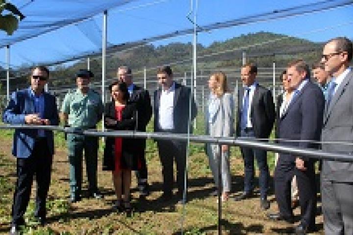 Asturias, con 162 hectáreas de cultivo, produjo 5.000 toneladas de kiwi en el año 2017