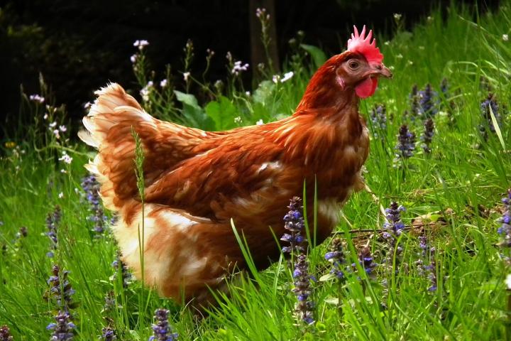 El Gobierno aprueba una nueva ordenación de granjas avícolas que mejora las condiciones ambientales y de sanidad animal