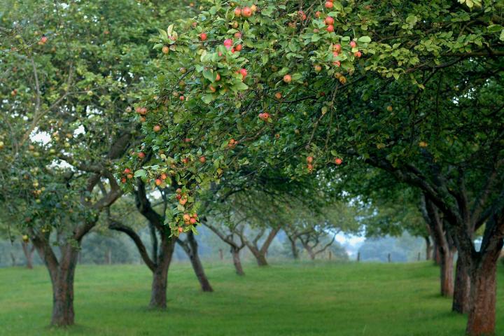 La Consejería de Desarrollo Rural y Recursos Naturales concede 200.000 euros en ayudas para plantación de manzanos de sidra y pequeños frutos