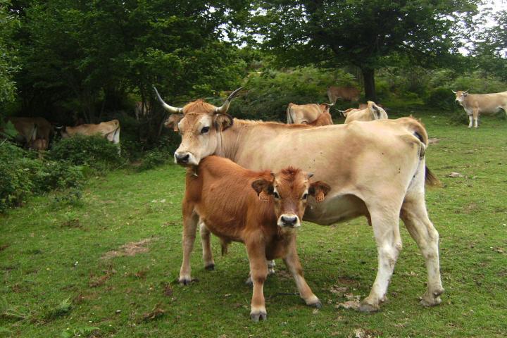 El Gobierno de Asturias destina este año 1,2 millones a ayudas para la conservación de razas de ganado autóctonas
